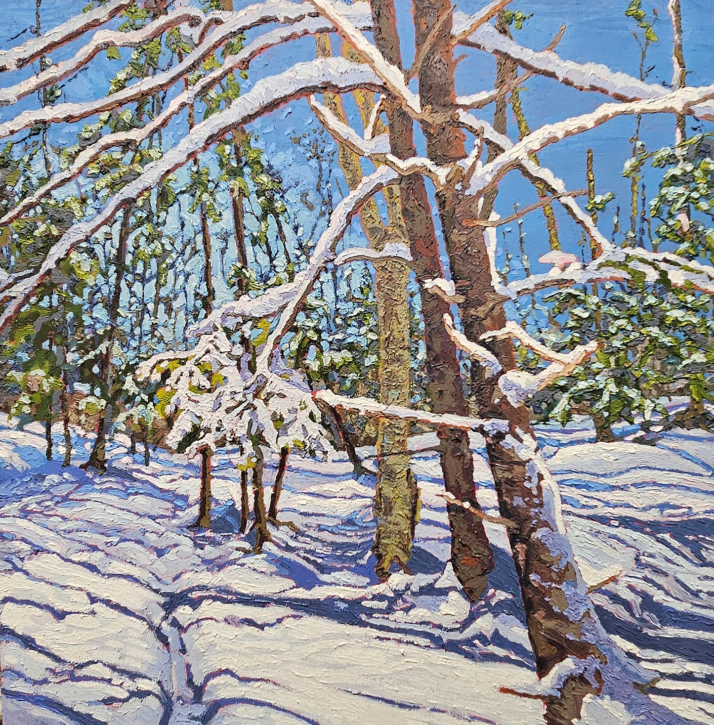 Snow Shadows